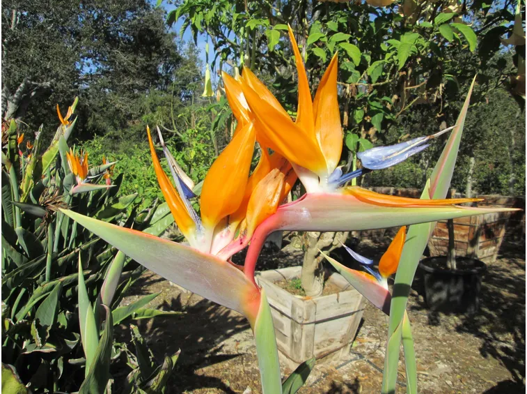 Particolare fiore strelitzia