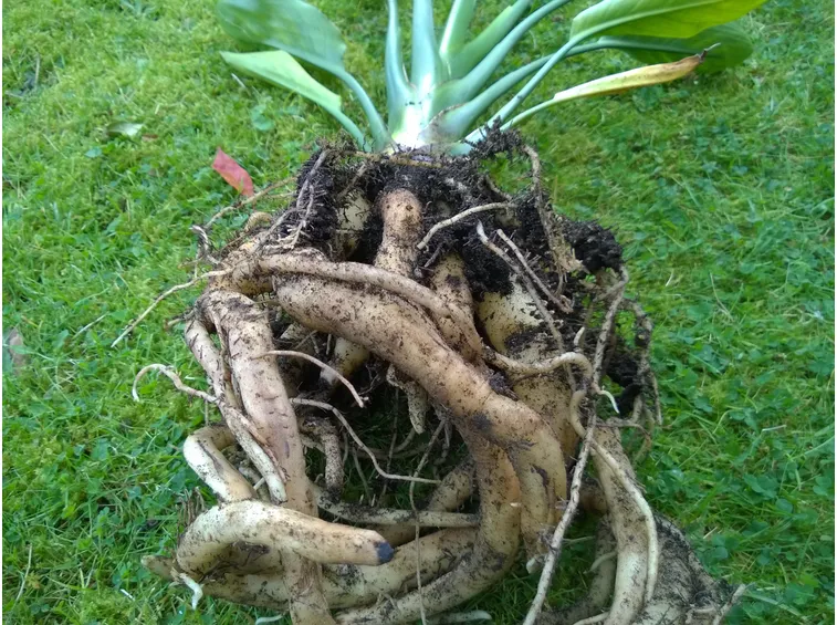 Apparato radicale strelitzia