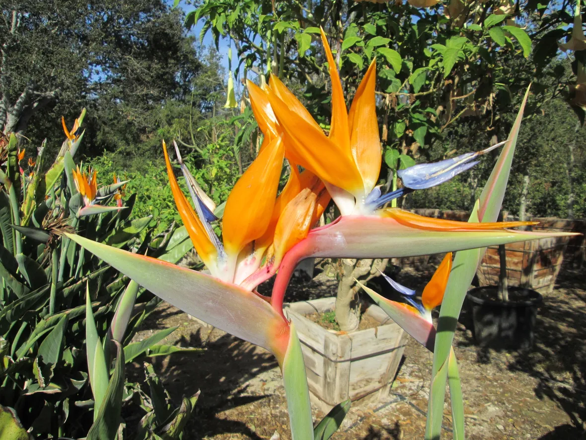 Particolare fiore strelitzia