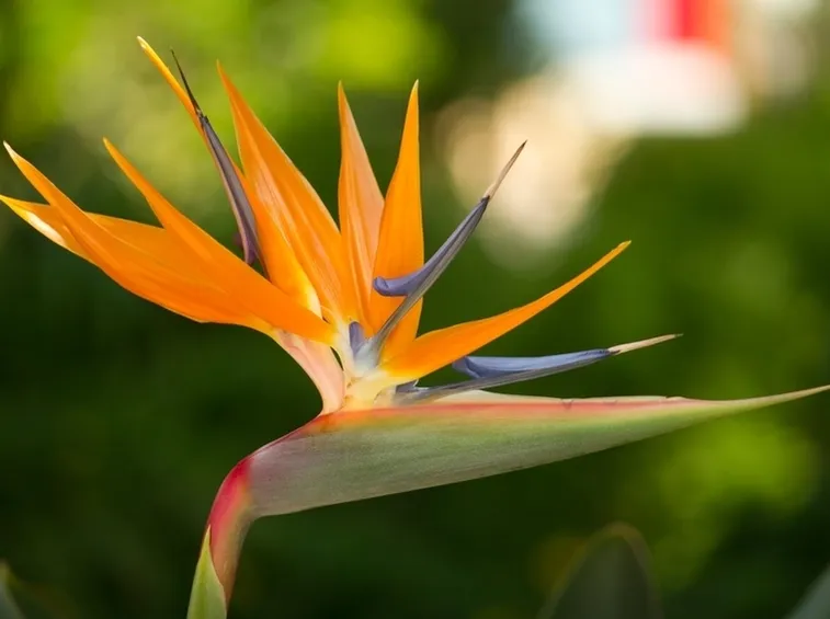 Fiore di strelitzia