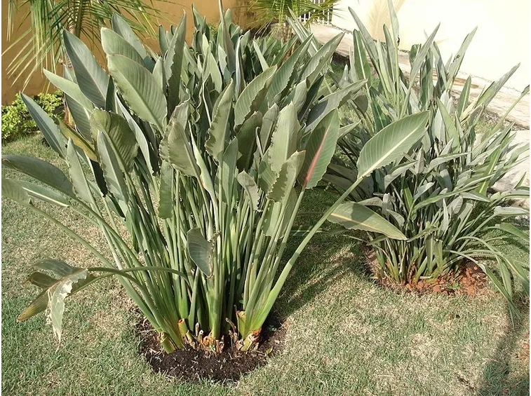 Strelitzia non ancora fiorita