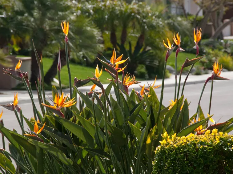 Fiori di strelitzia