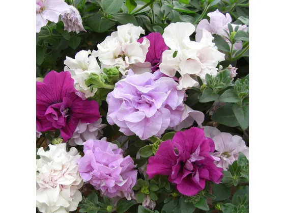 Fiori surfinia