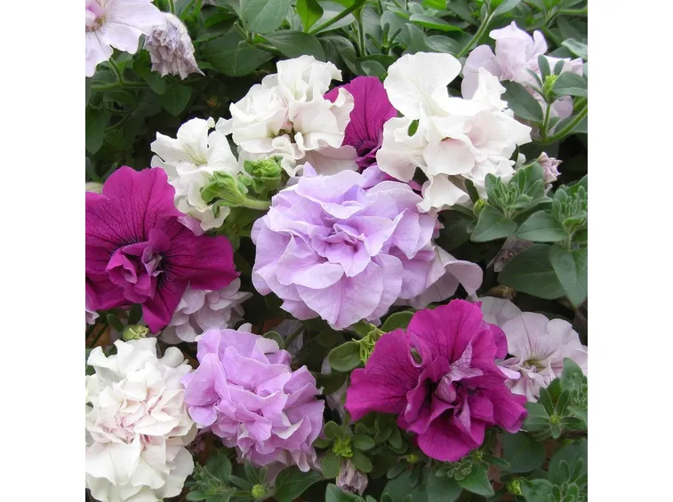 Fiori surfinia