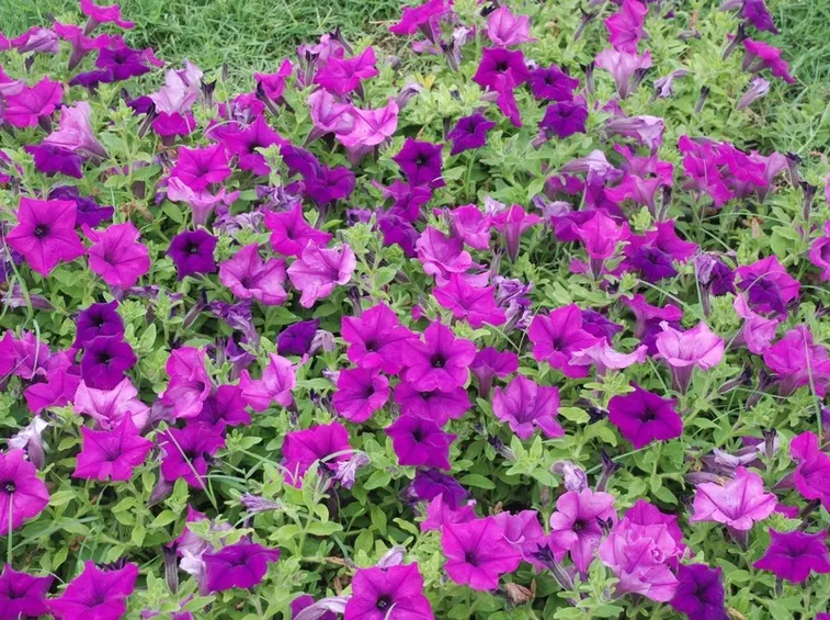 Surfinia petunia