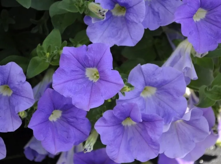 Surfinia pianta fiore
