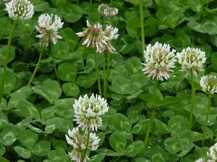 Fiorellini trifogli