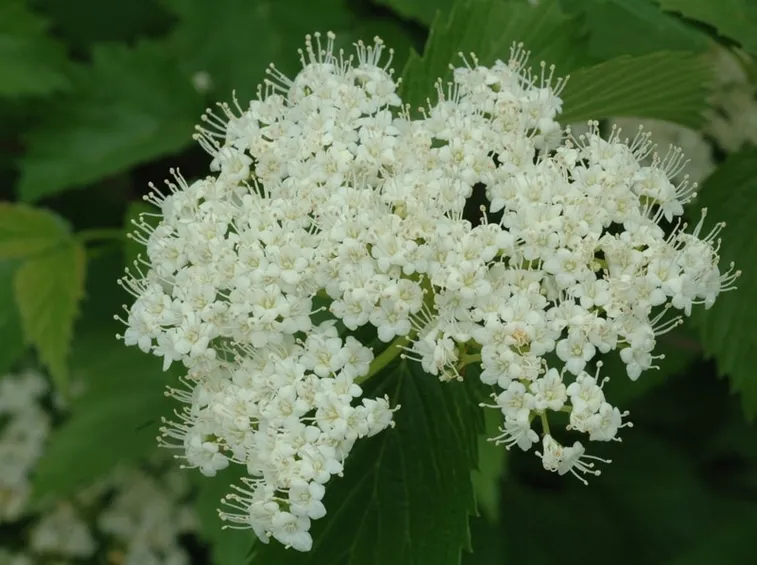 Viburno fioritura