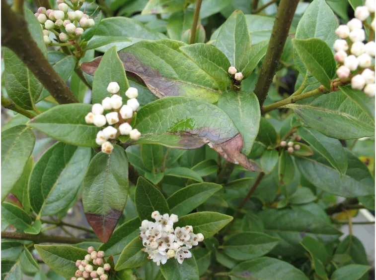 Foglie piante