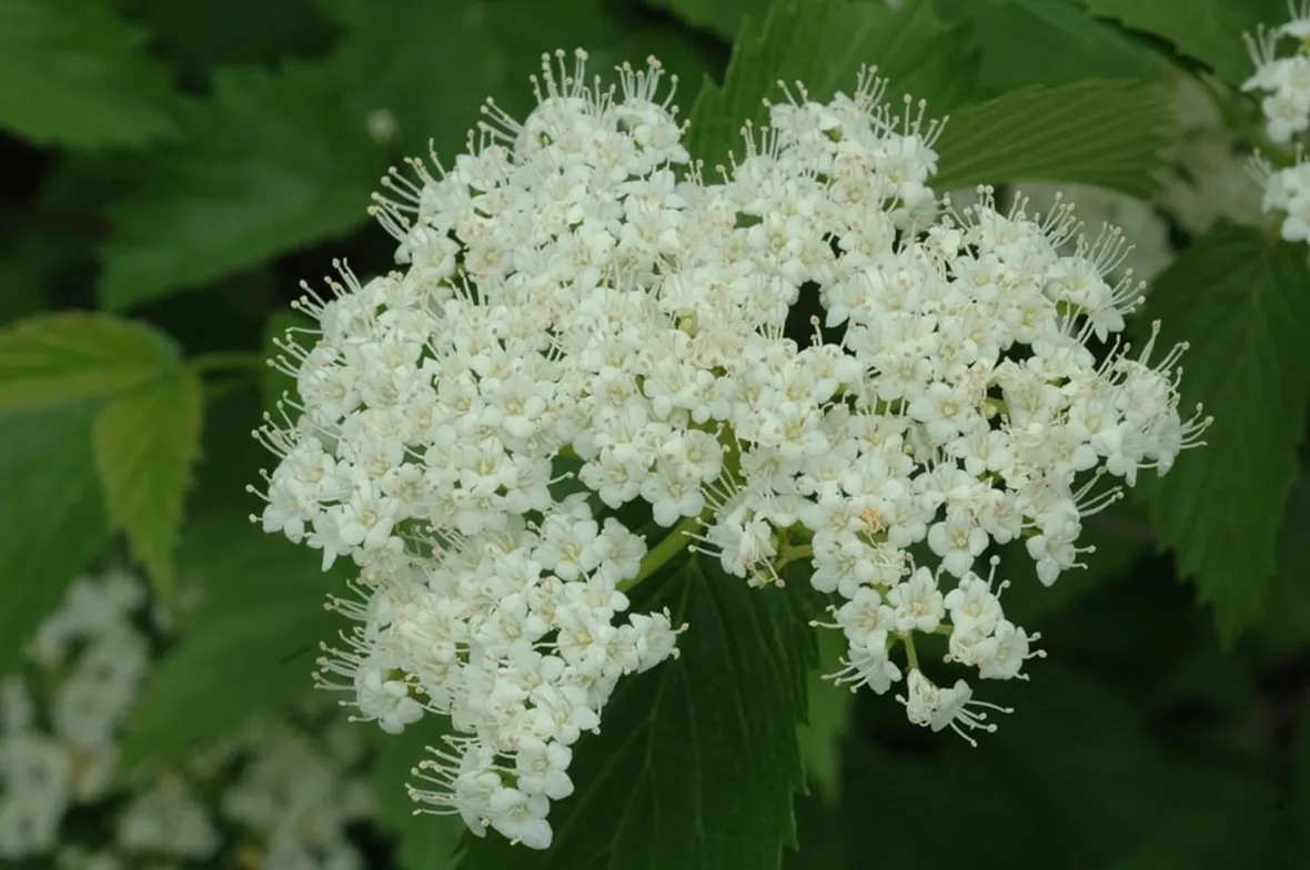 Viburno fioritura