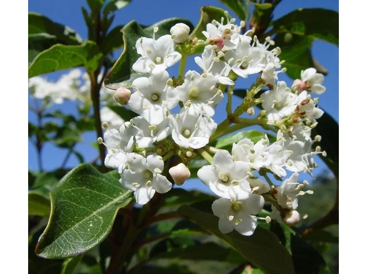fiore viburnum tinus
