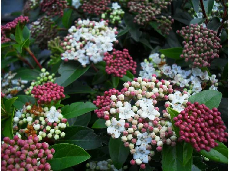 fiore iburnum tinus
