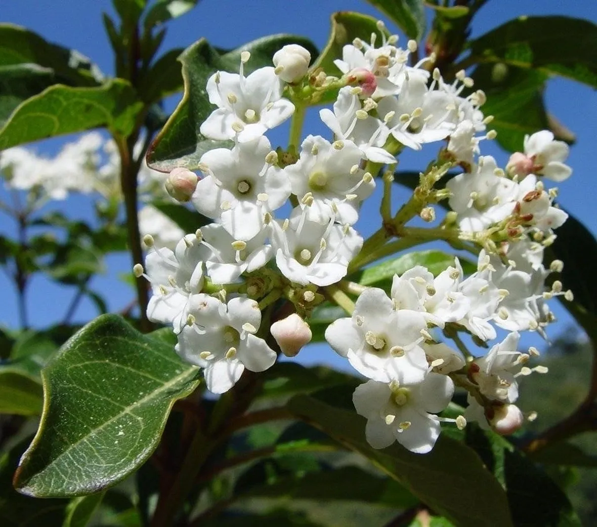 fiore viburnum tinus