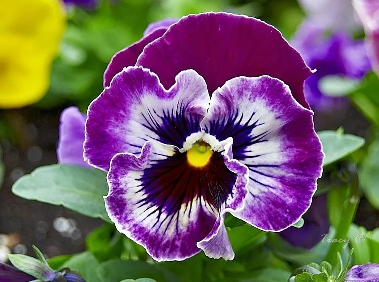 Viola pensiero variegata