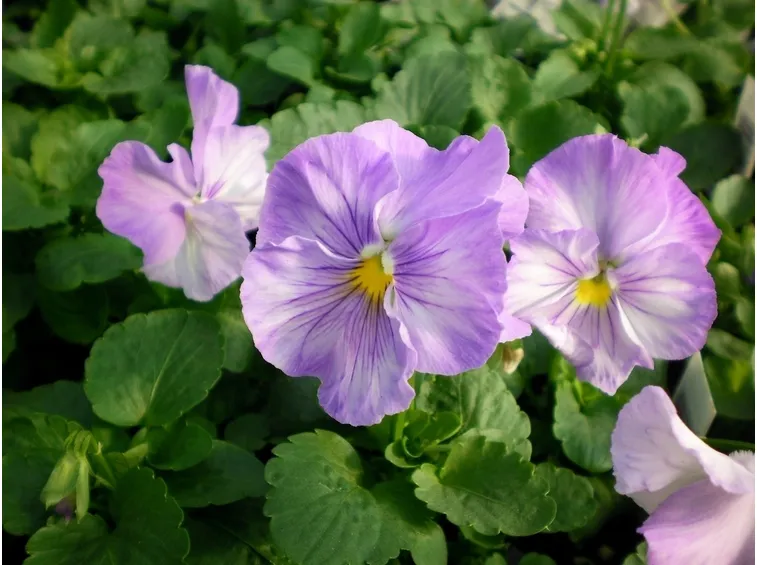 Viole pensiero lavanda