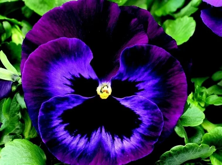 Viola pianta fiorita