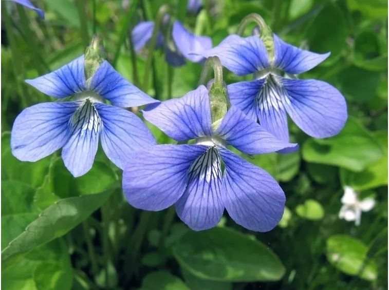Viole pensiero azzurre