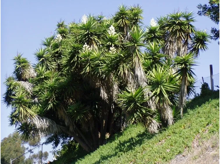 Boschetto yucca giganti