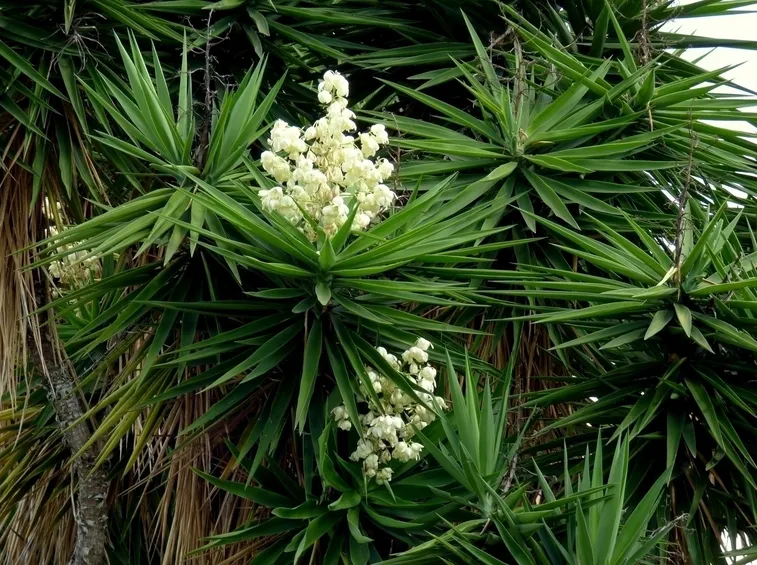 Yucca fiorita