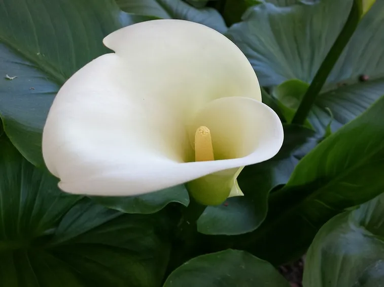 Fiore zantedeschia