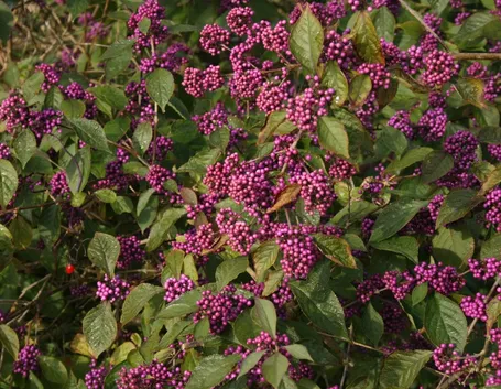 callicarpa