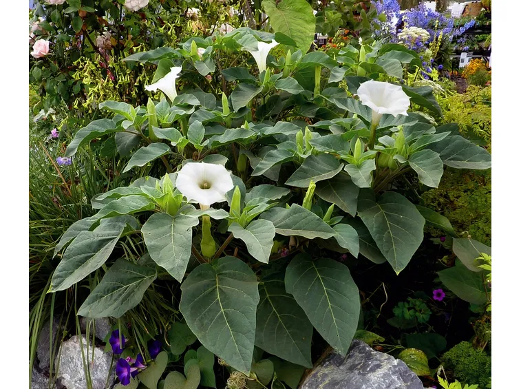 Datura 
