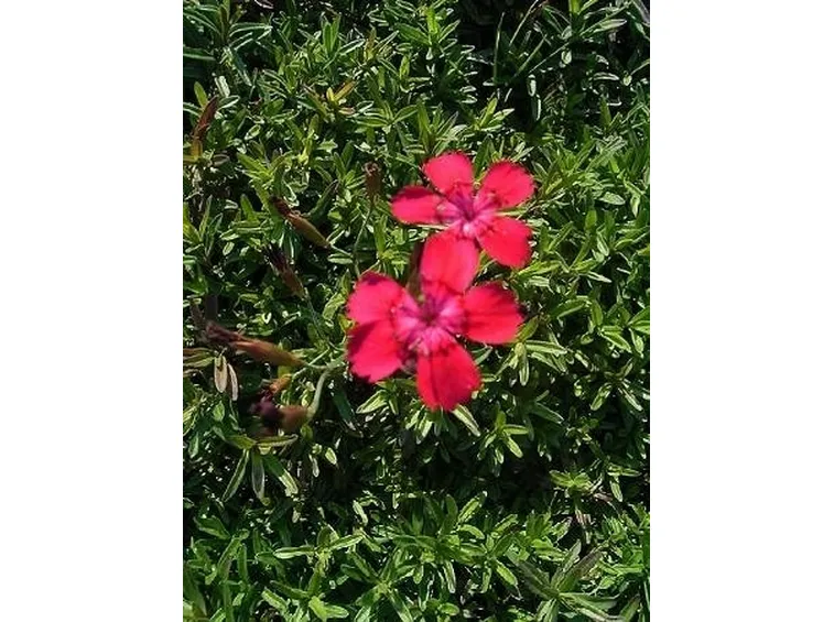 dianthus deltoides leuchtfunk