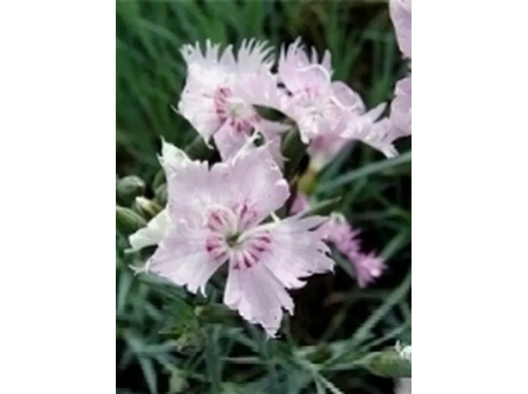 dianthus plumarius