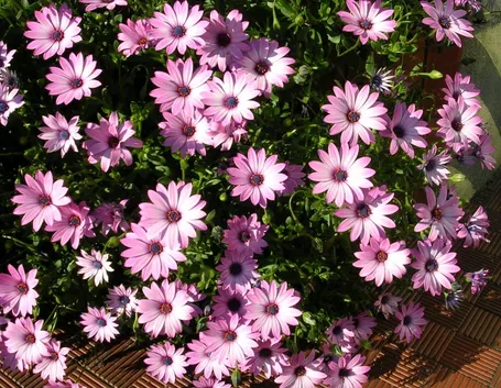 Dimorphoteca