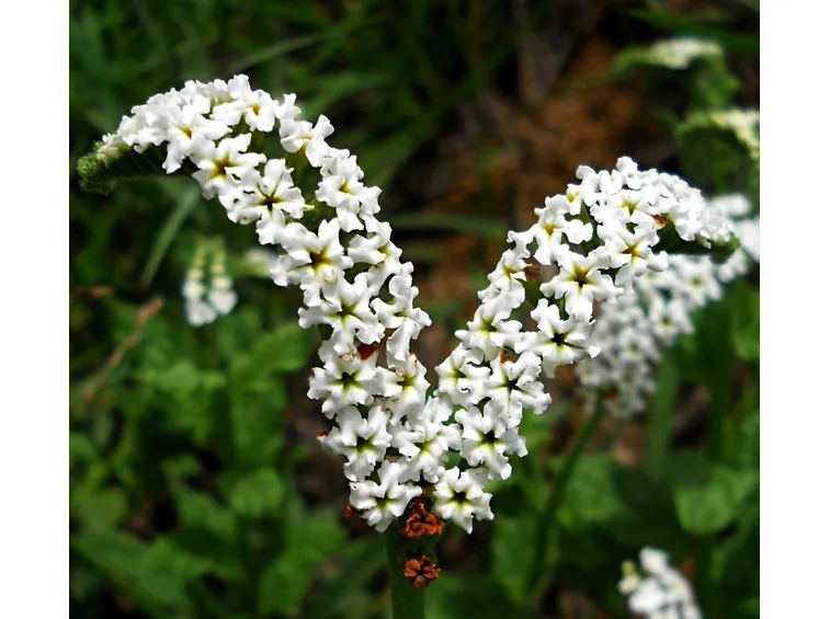 Heliotropium steudneri