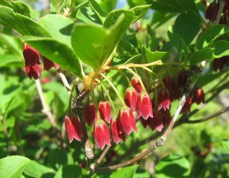 Enkianthus campanulatus