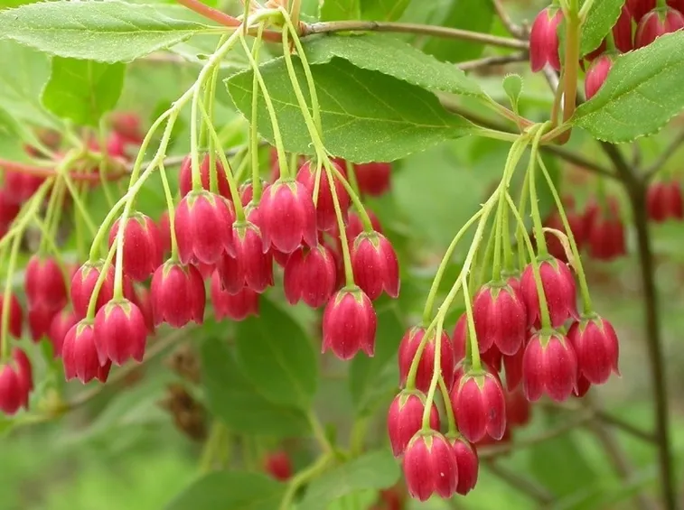 enkianthus