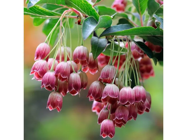 enkianthus red bell