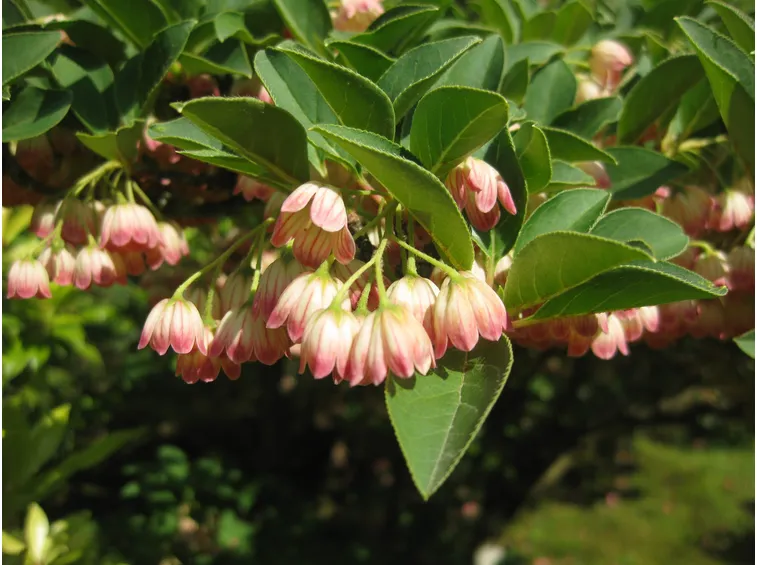 enkianthus