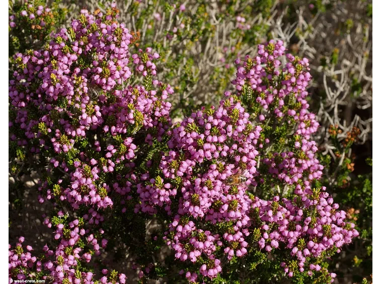 esempio di erica