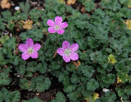 erodium 