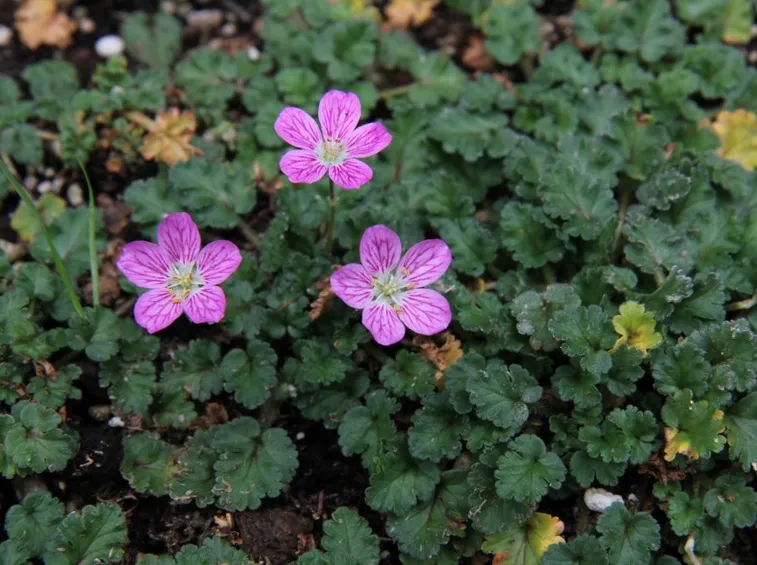erodium 