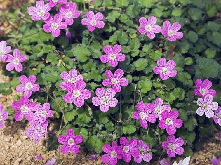 erodium 