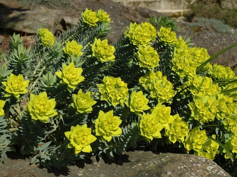 Euforbia