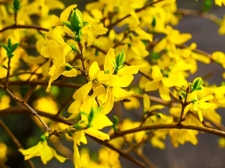 fiori di forsizia