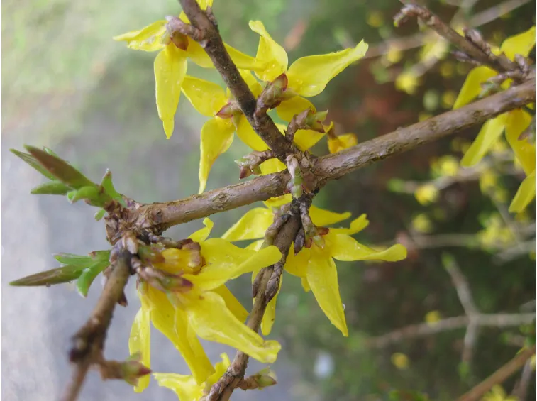 forsythia ovata