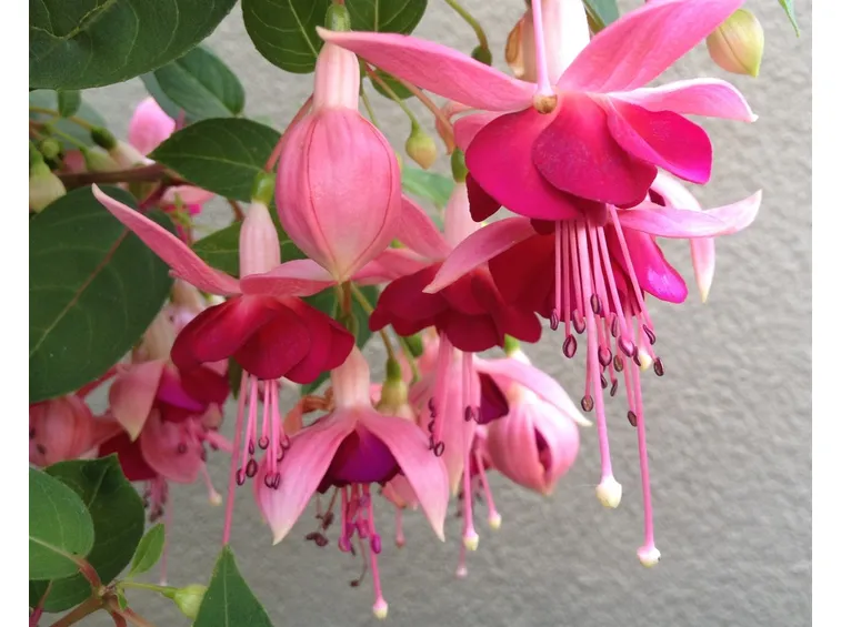 fucsia