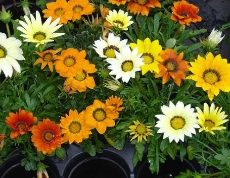 gazania
