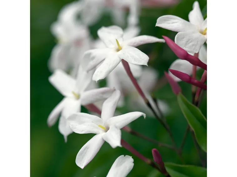 Gelsomino officinale
