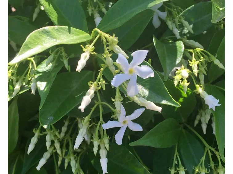 Gelsomino officinale