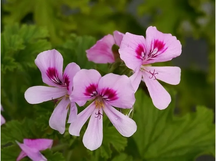 Pelargonium vitifolium