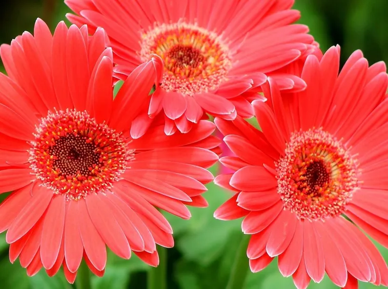 gerbera