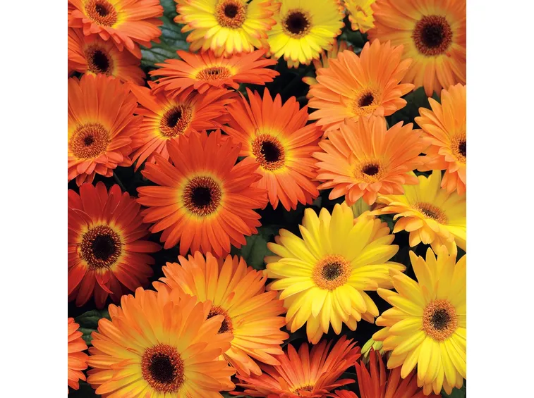 fiori gerbera