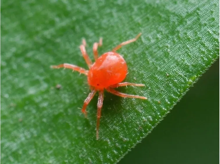 ragnetto rosso