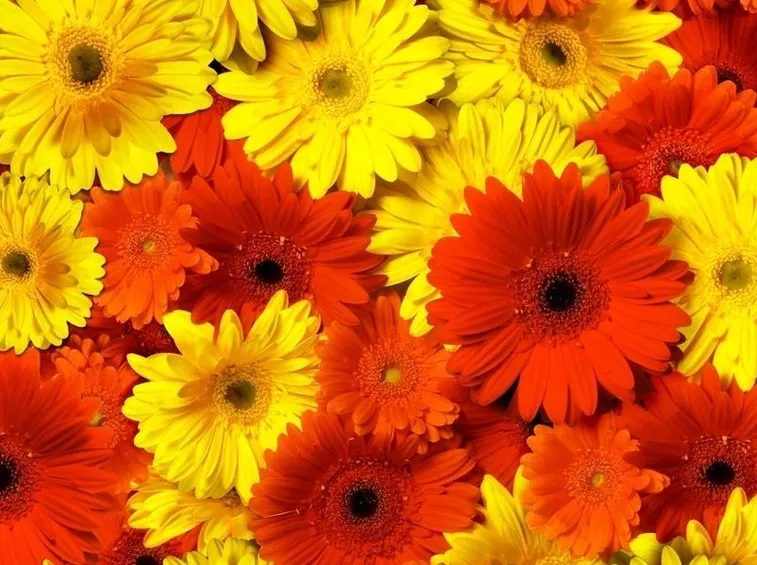 Gerbera  